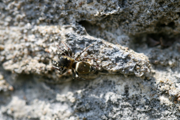 Araignée saltique (Salticidé) sur un vieux mur © Nicolas Macaire / LPO